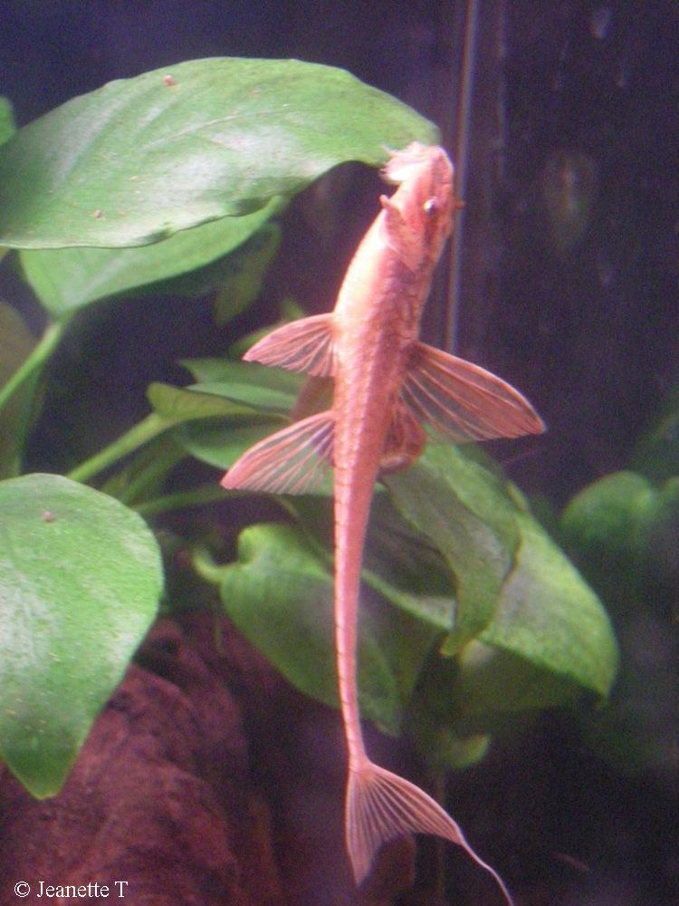 Rineloricaria sp. L010A