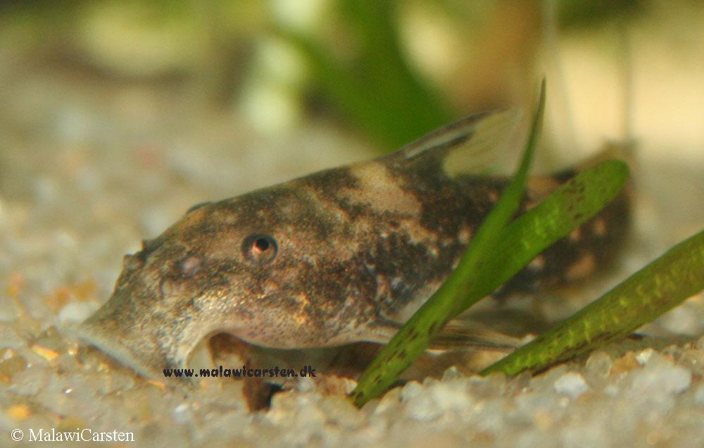 Chiloglanis neumanni