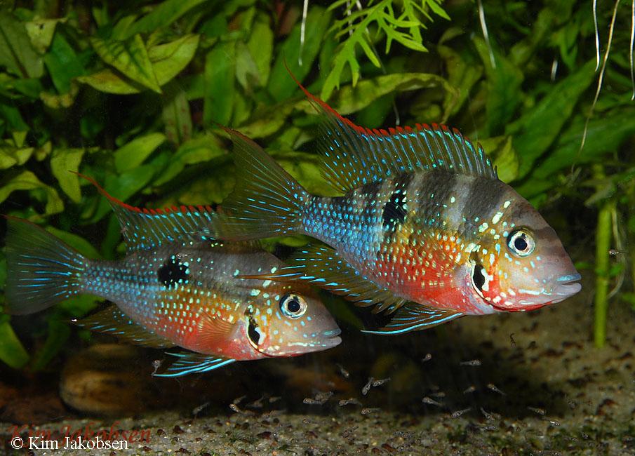Thorichthys ellioti