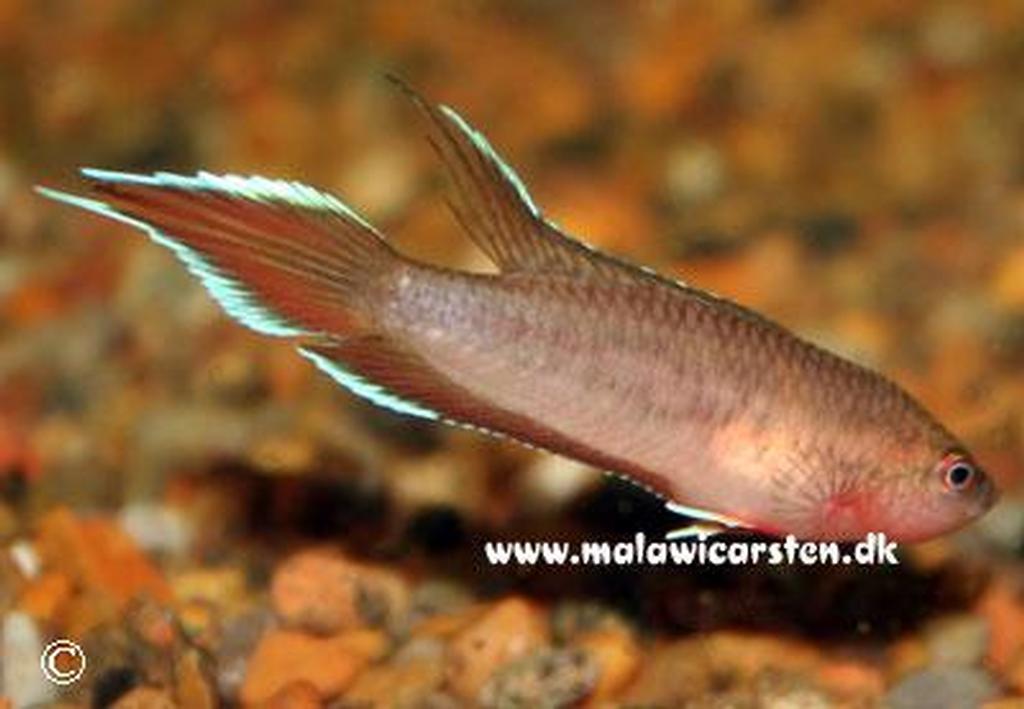 Pseudosphromenus dayi