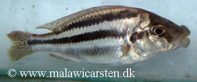 Chilotilapia euchilus