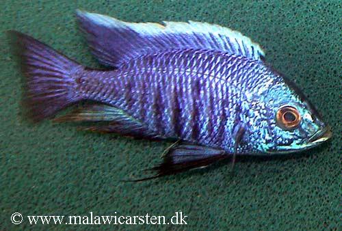 Copadichromis azureus