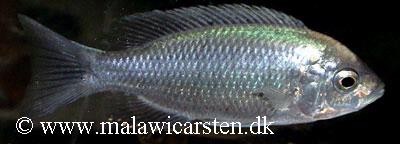 Copadichromis ilesi
