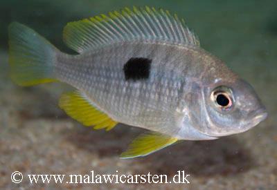 Copadichromis pleurostigma