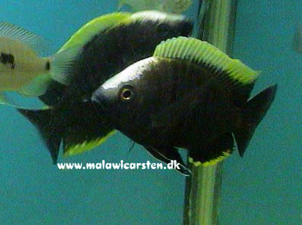 Copadichromis geertsi