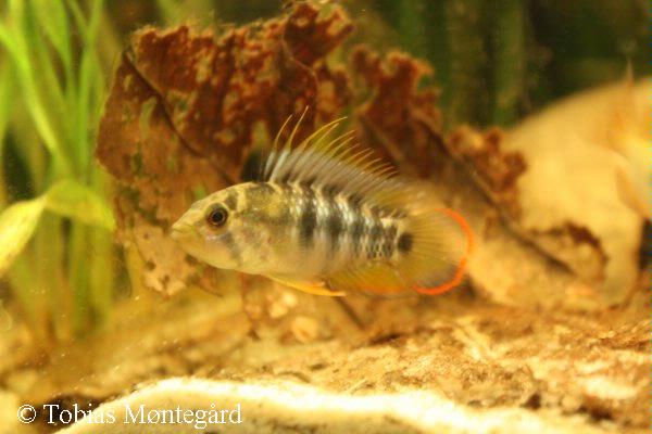 Apistogramma baenschi