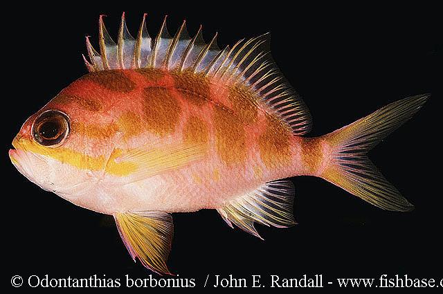 Odontanthias borbonius