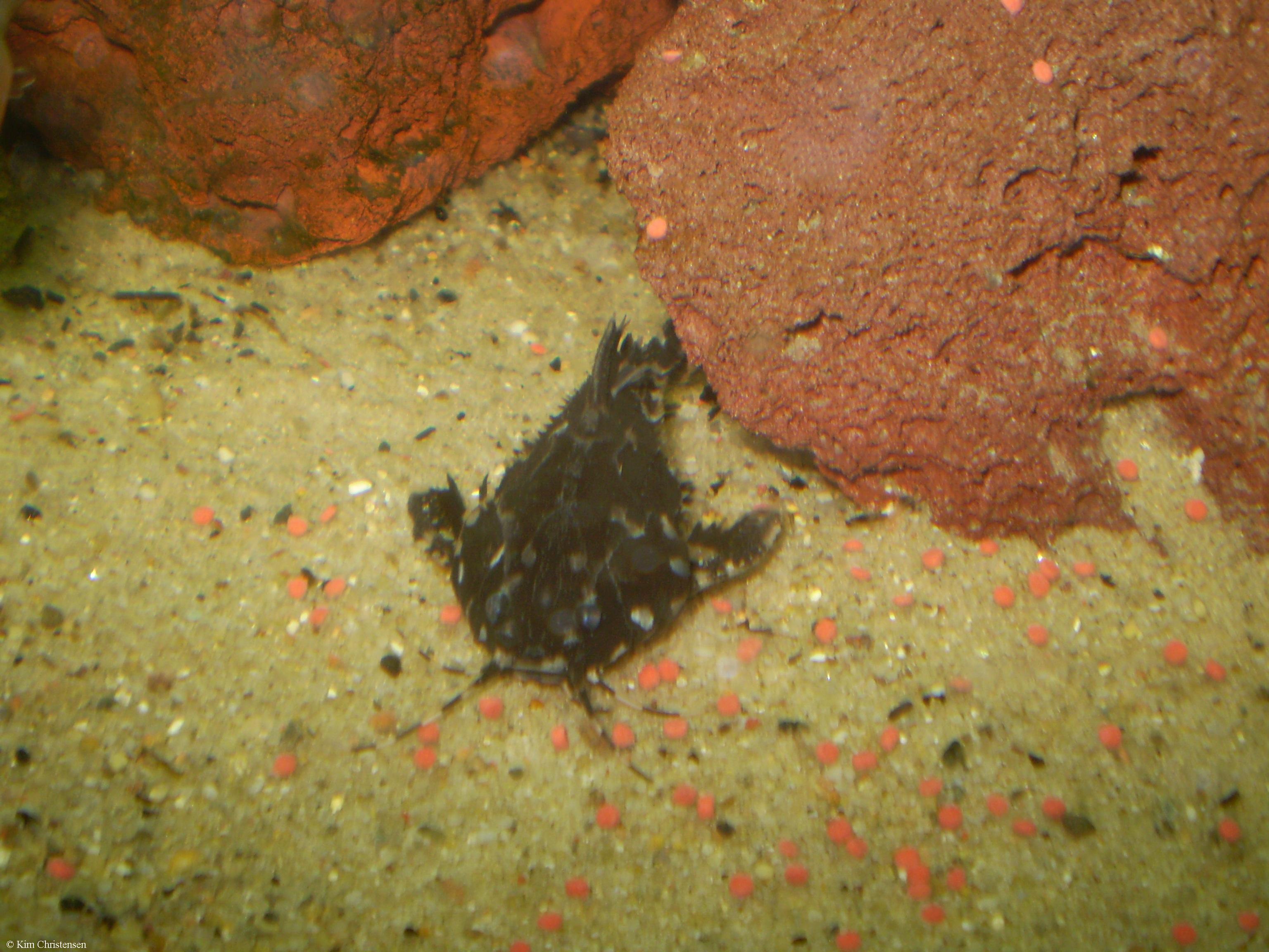 Agamyxis pectinifrons