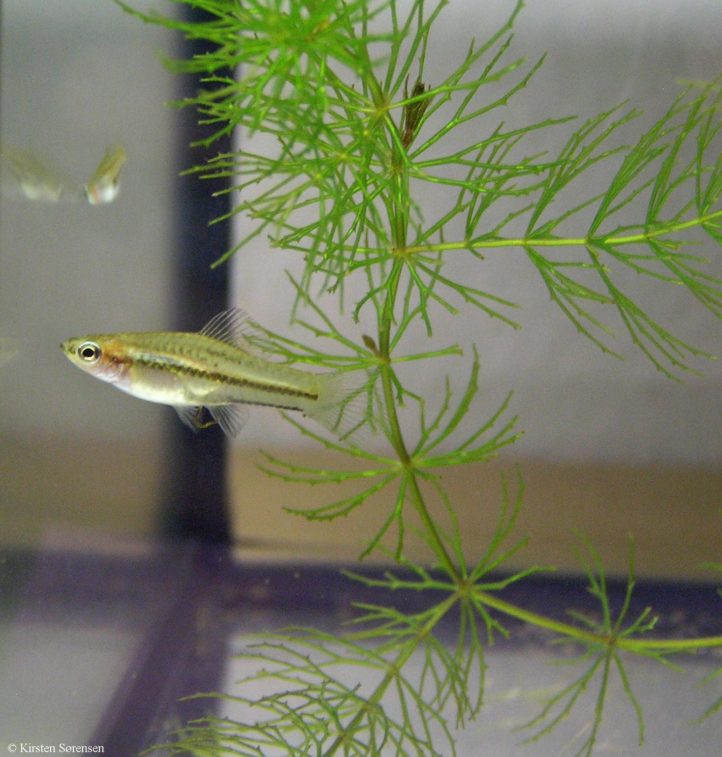 Xiphophorus pygmaeus