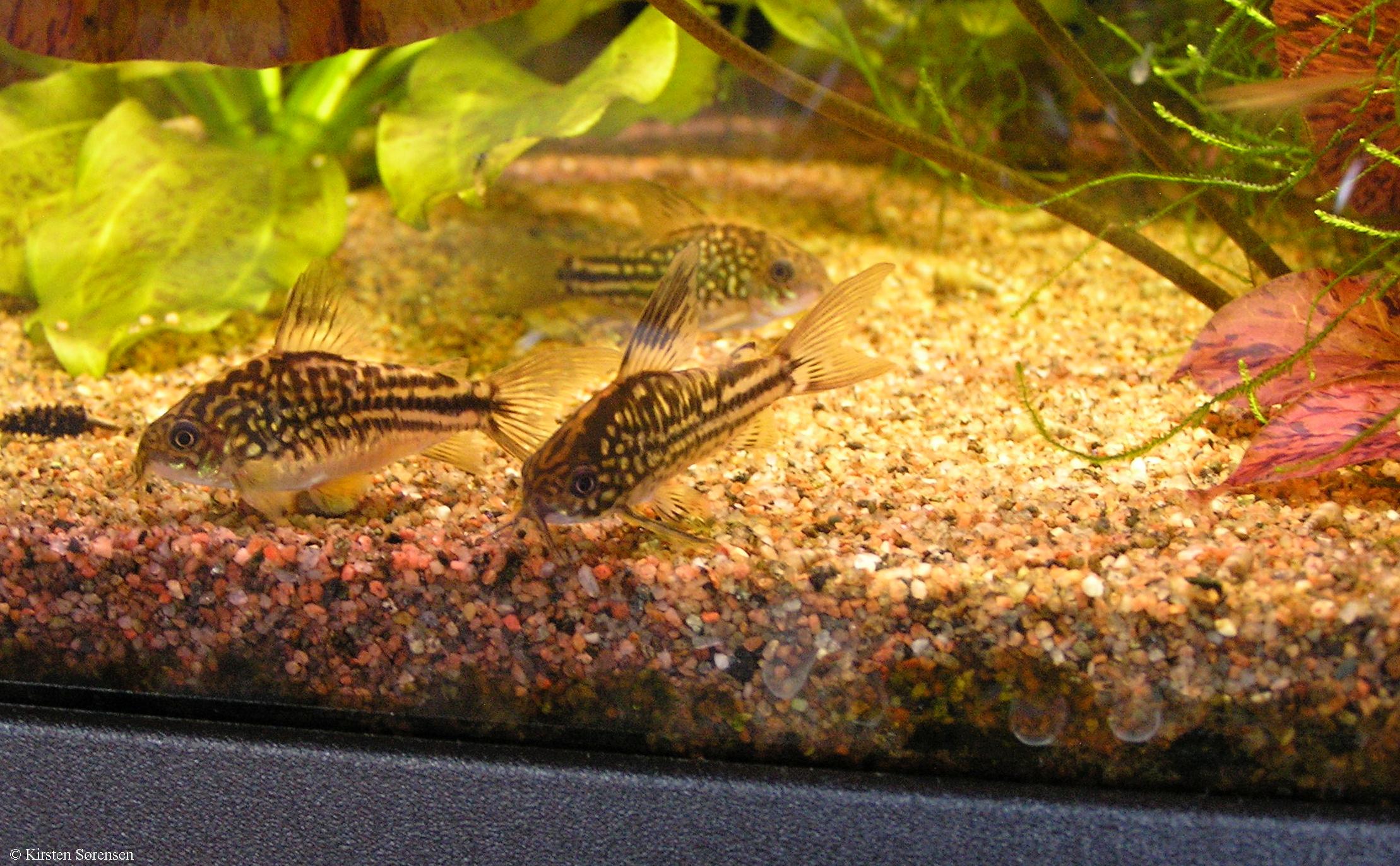 Corydoras napoensis