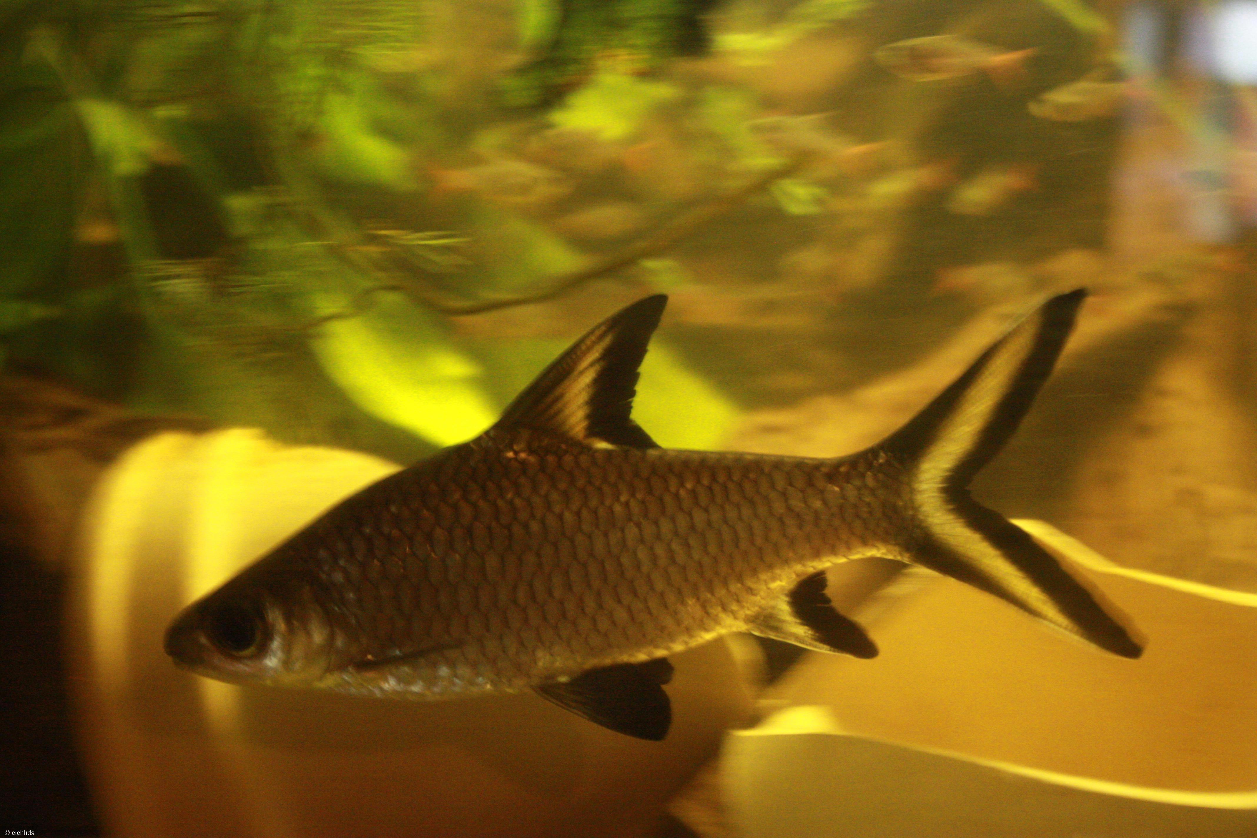 Balantiocheilos melanopterus