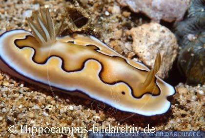 Chromodoris spp.