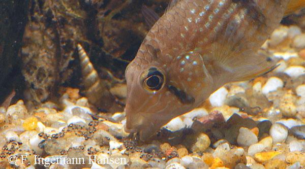 Tahuantinsuyoa macantzatza