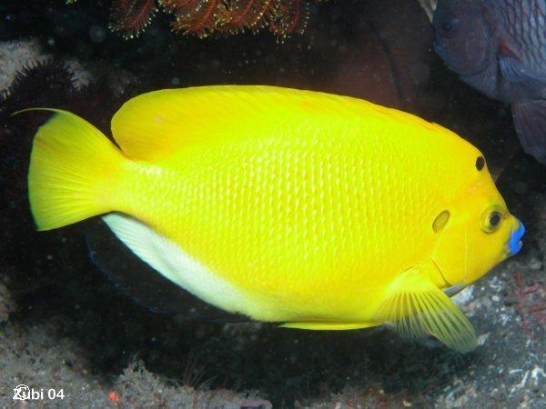 Apolemichthys trimaculatus