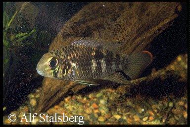 Andinoacara biseriatus