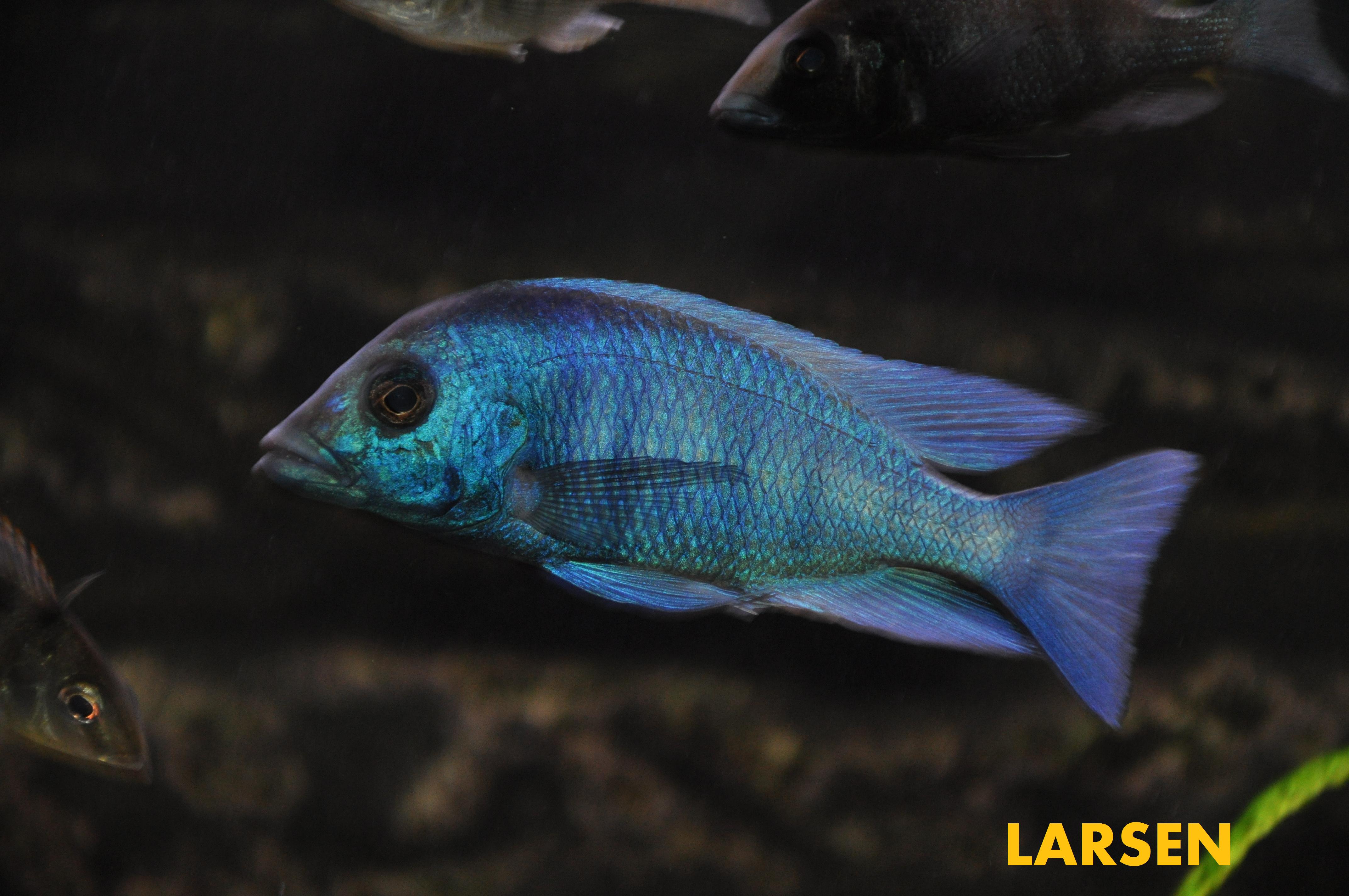 Placidochromis sp. "phenochilus gisseli"