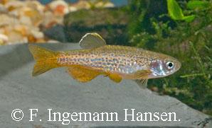 Danio rerio var. frankei