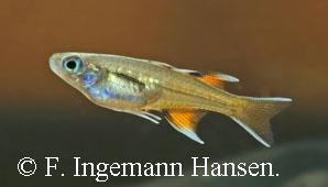 Pseudomugil signifer