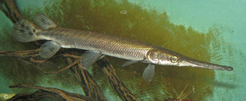 Atractosteus tropicus