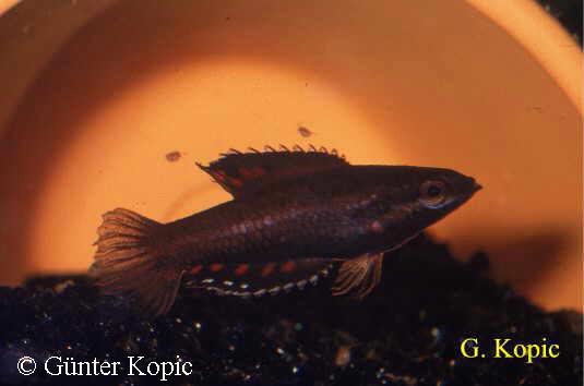 Parosphromenus parvulus