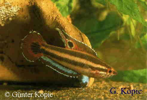 Parosphromenus allani