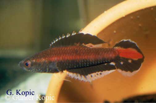 Parosphromenus ornaticauda