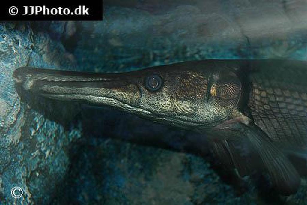 Atractosteus spatula