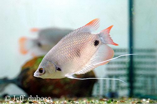 Osphronemus laticlavius