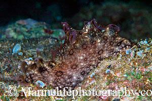 Aplysia dactylomela