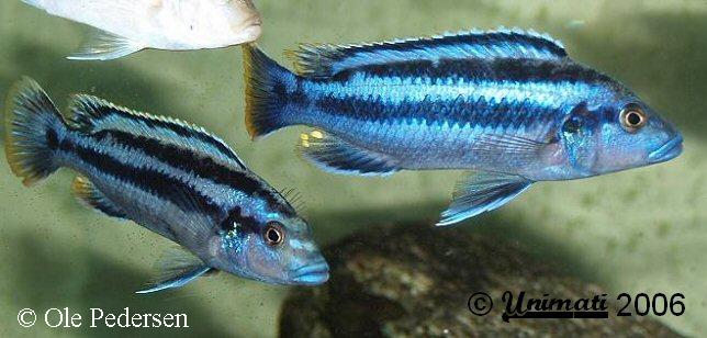 Melanochromis sp. "northern blue"