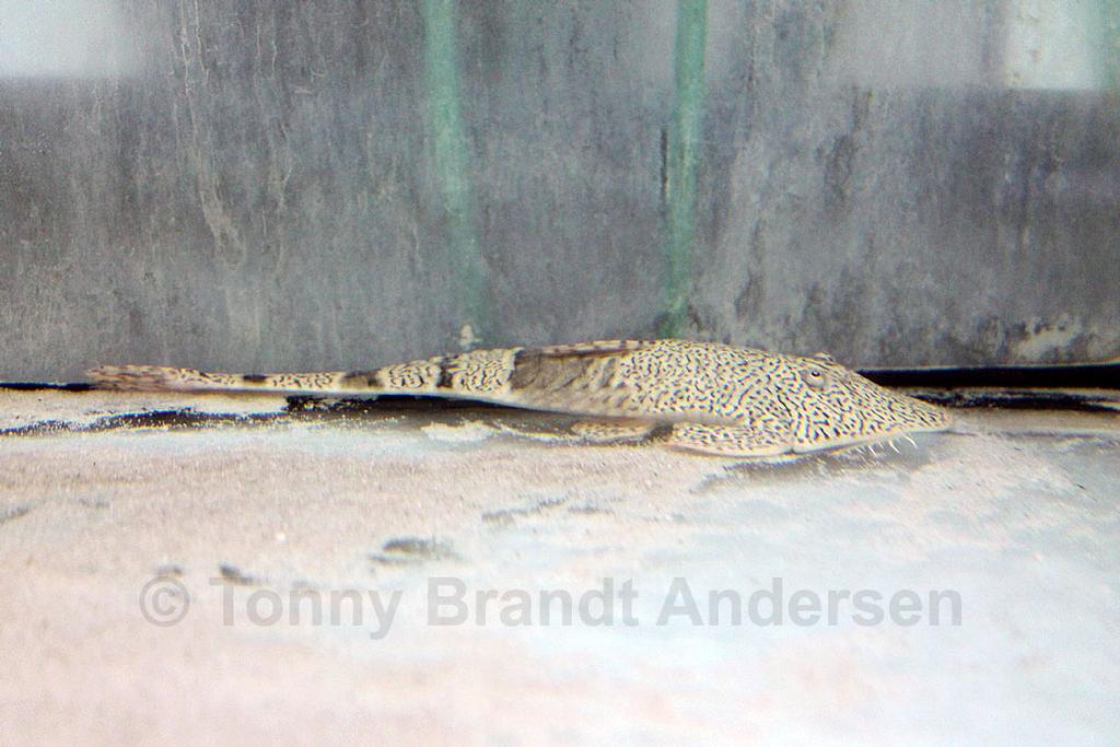 Pseudohemiodon apithanos