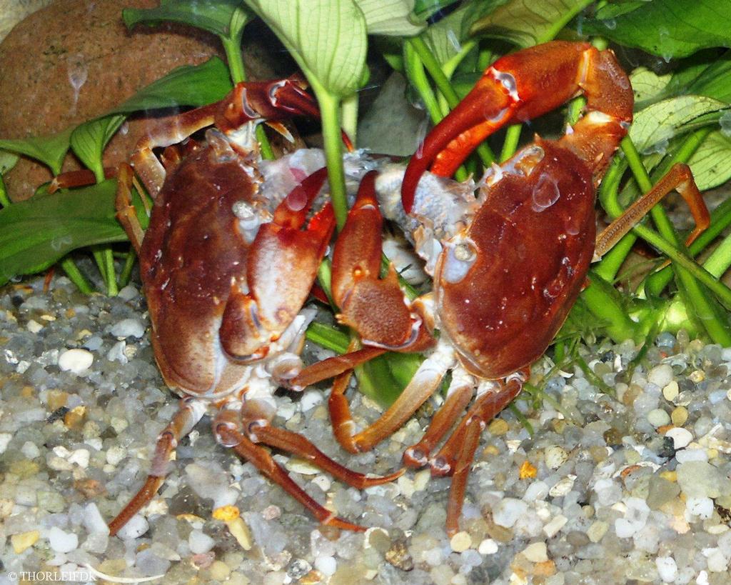 Potamonautes (Platyhelphusa) tuberculata