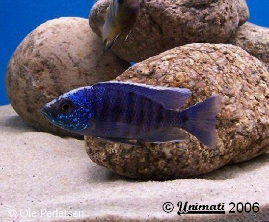 Copadichromis mloto