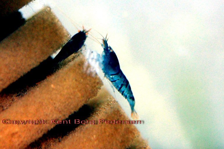 Caridina cf. cantonensis - blue tiger