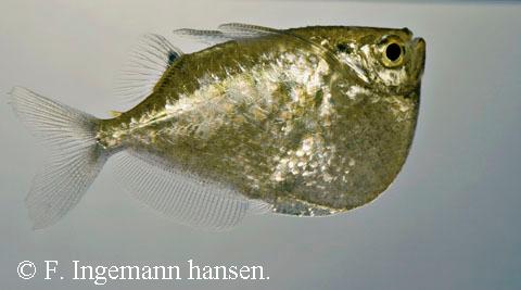 Thoracocharax securis