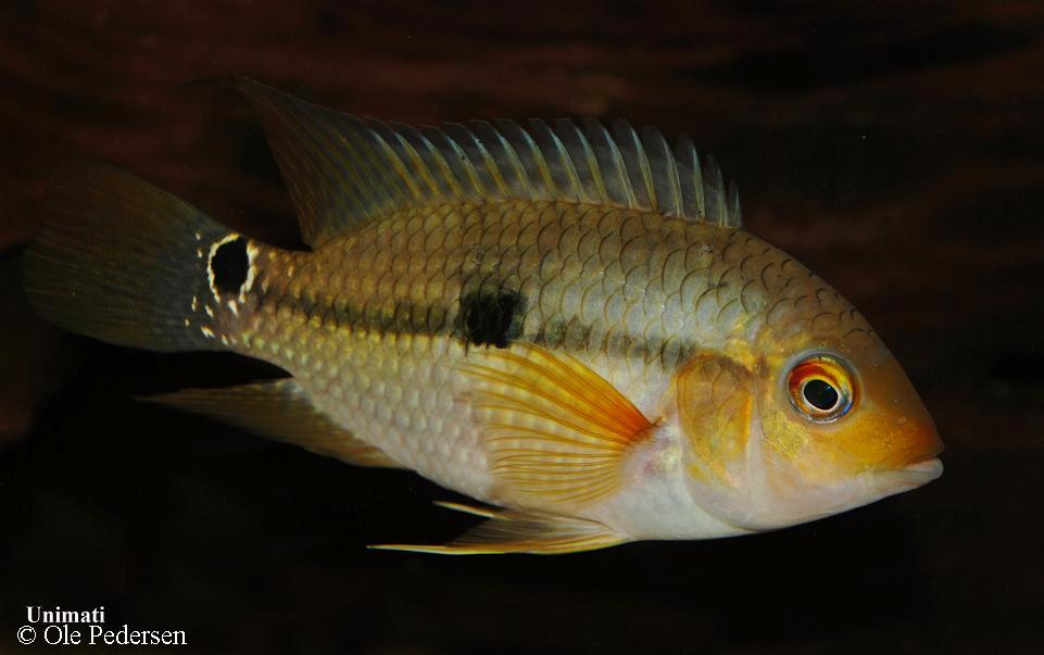 Aequidens pallidus