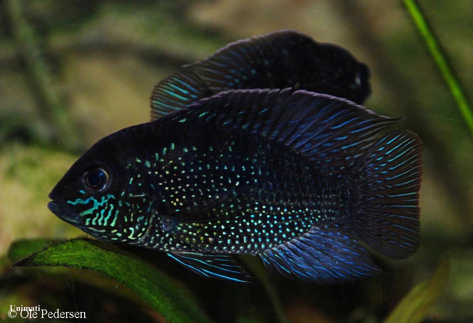 Andinoacara sp. "Rio Cuchivero"