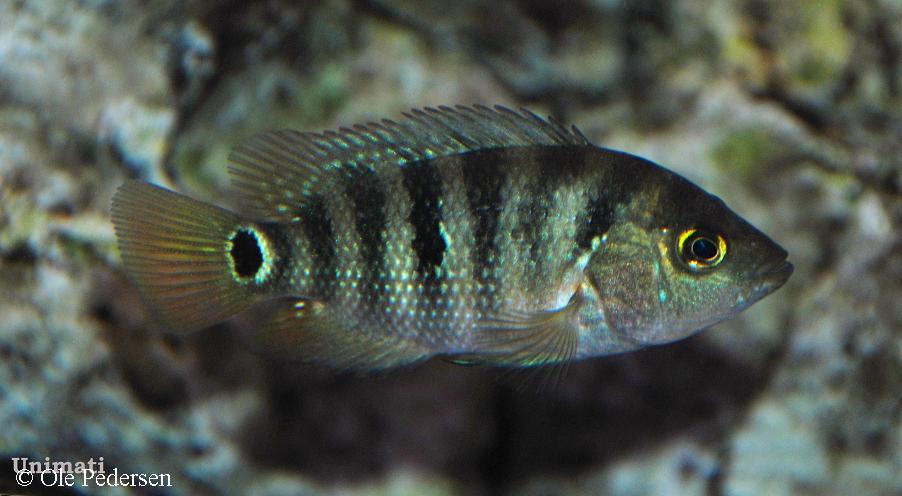 Mayaheros urophthalmus