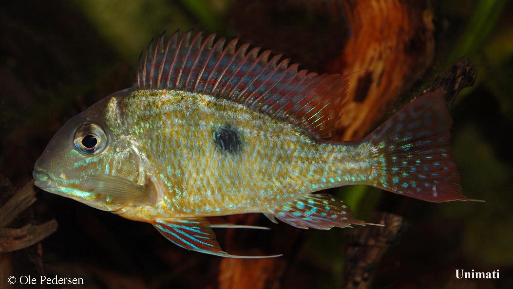 Geophagus sp. areoes