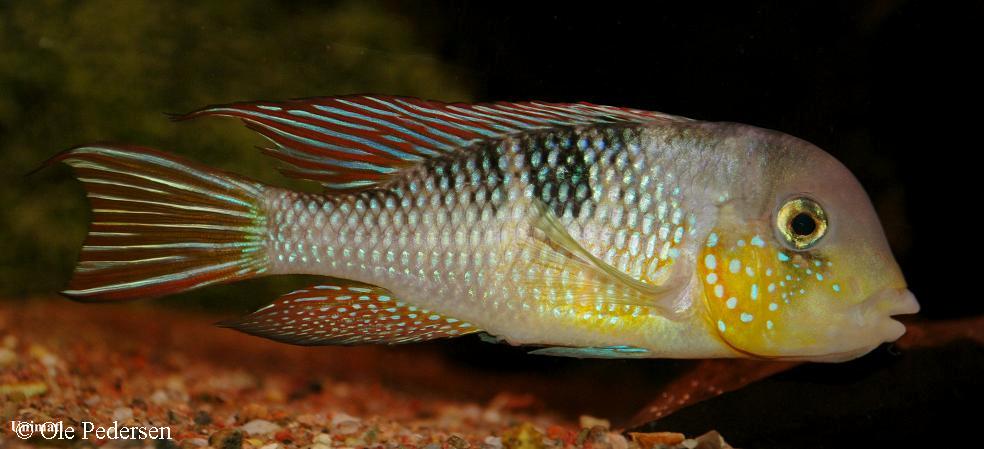 Gymnogeophagus labiatus