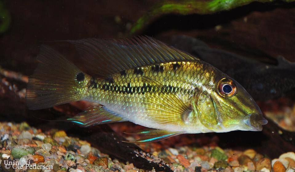 Satanoperca pappaterra