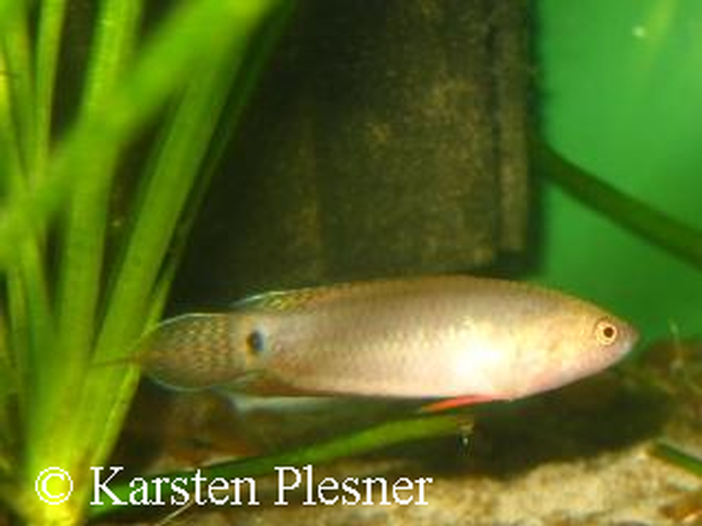 Pseudosphromenus cupanus