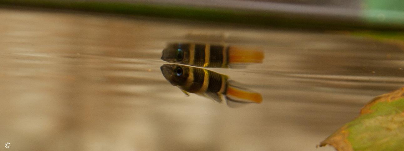 Pseudepiplatys annulatus