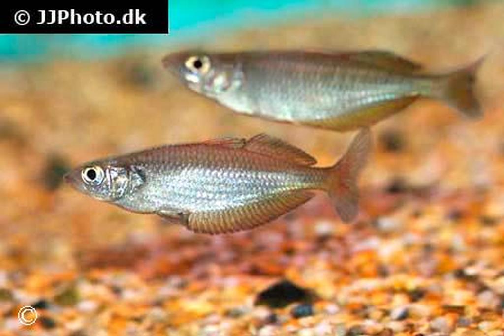 Chilatherina fasciata