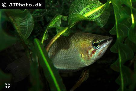 Sphaerichthys acrostoma