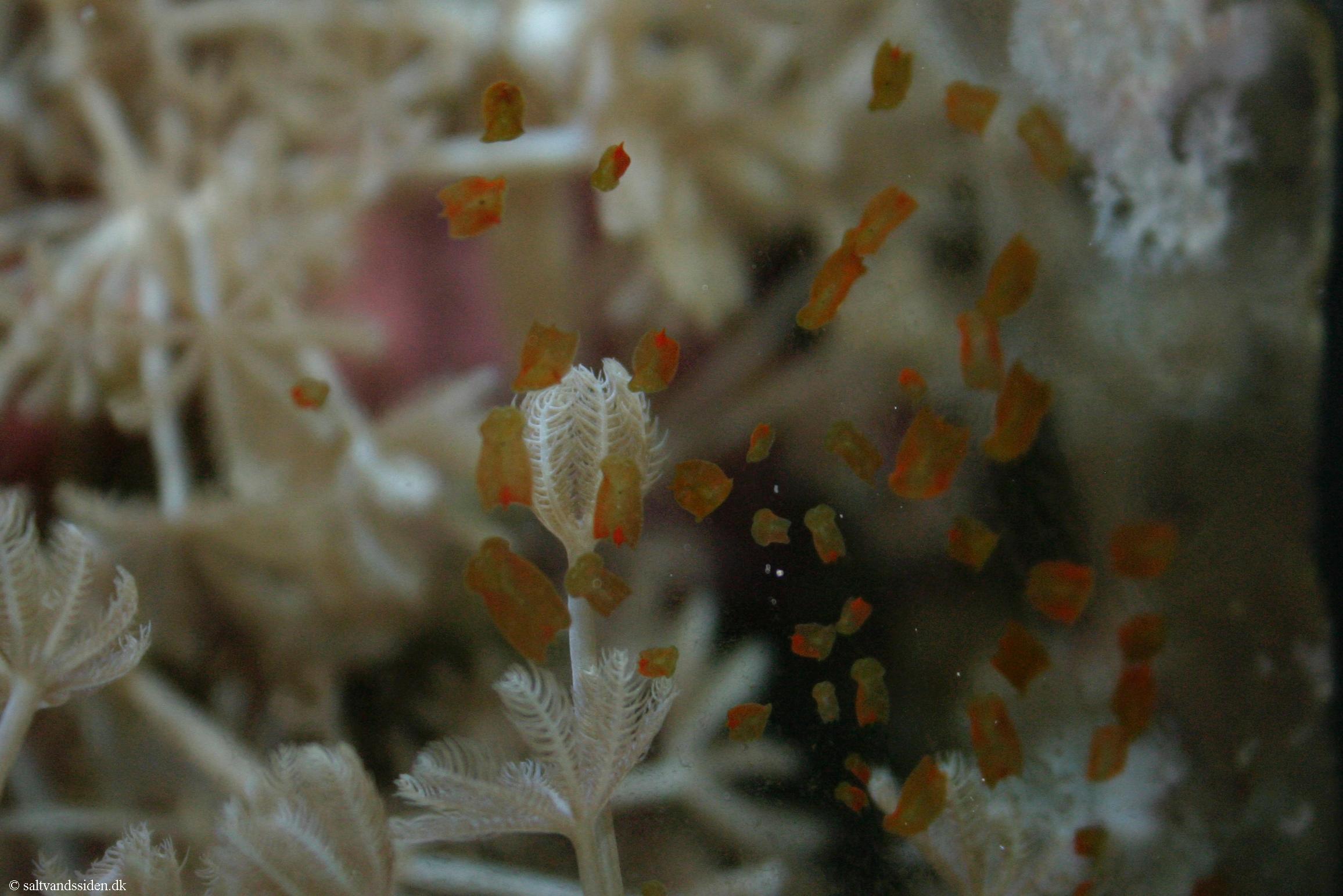 Convolutriloba retrogemma