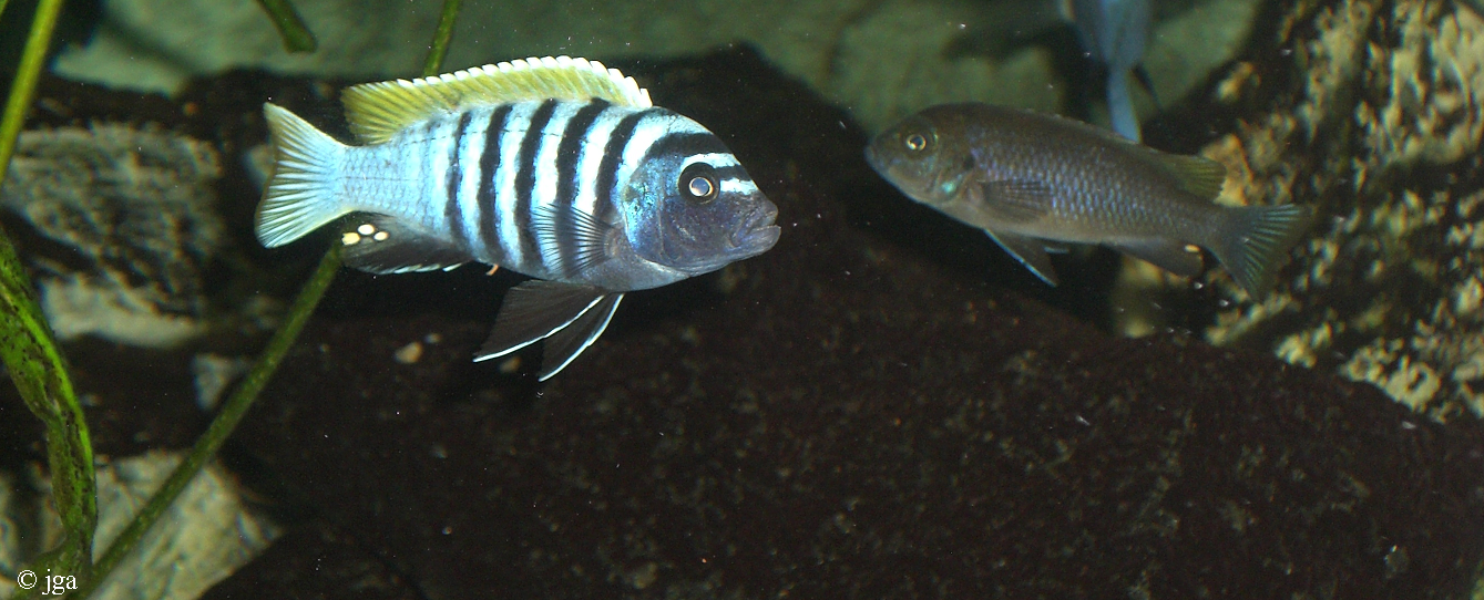 Cynotilapia sp. "jalo"