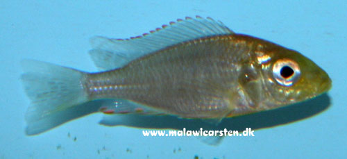 Aulonocara guentheri