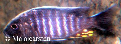 Aulonocara kandeensis