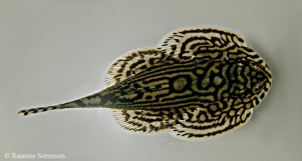 Sewellia lineolata